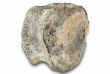 Fossil Dinosaur Caudal Vertebra - Two Medicine Formation #265593-1